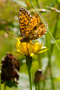 Small Pearl-bordered Fritillary (Boloria selene)