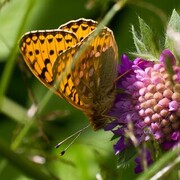 Dark Green Fritillary (Argynnis aglaja)