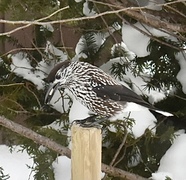 Nutcracker (Nucifraga caryocatactes)