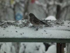 Twite (Linaria flavirostris)