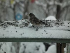 Bergirisk (Carduelis flavirostris)