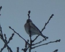 Arctic Redpoll (Acanthis hornemanni)