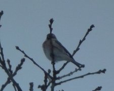 Polarsisik (Carduelis hornemanni)