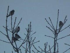 Arctic Redpoll (Acanthis hornemanni)