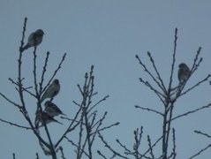 Polarsisik (Carduelis hornemanni)