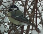 Kjøttmeis (Parus major)