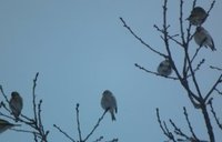 Polarsisik (Carduelis hornemanni)