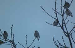 Arctic Redpoll (Acanthis hornemanni)