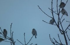 Polarsisik (Carduelis hornemanni)