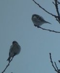 Polarsisik (Carduelis hornemanni)