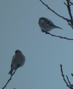 Arctic Redpoll (Acanthis hornemanni)