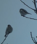 Polarsisik (Carduelis hornemanni)