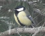 Kjøttmeis (Parus major)