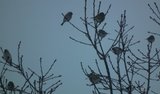 Polarsisik (Carduelis hornemanni)