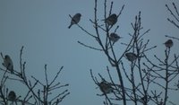 Polarsisik (Carduelis hornemanni)