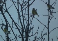 Grønnsisik (Carduelis spinus)