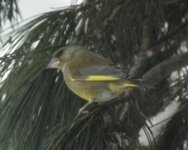 Grønnfink (Carduelis chloris)