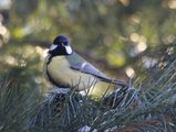 Kjøttmeis (Parus major)