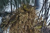 Gulspurv (Emberiza citrinella)