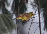 Gulspurv (Emberiza citrinella)