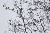 Grønnfink (Carduelis chloris)