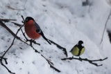 Kjøttmeis (Parus major)