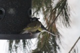 Grønnfink (Carduelis chloris)