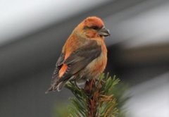 Common Crossbill (Loxia curvirostra)