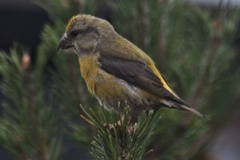 Common Crossbill (Loxia curvirostra)