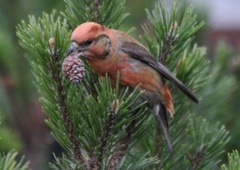 Common Crossbill (Loxia curvirostra)
