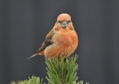 Common Crossbill (Loxia curvirostra)