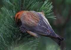 Common Crossbill (Loxia curvirostra)
