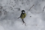 Kjøttmeis (Parus major)