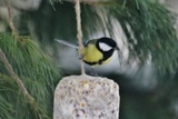 Kjøttmeis (Parus major)