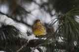 Gulspurv (Emberiza citrinella)