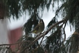 Grønnfink (Carduelis chloris)