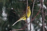 Gulspurv (Emberiza citrinella)