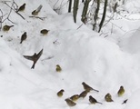 Gulspurv (Emberiza citrinella)