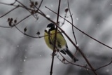 Kjøttmeis (Parus major)