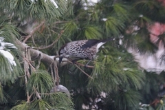 Nutcracker (Nucifraga caryocatactes)