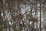 Rødstrupe (Erithacus rubecula)