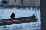 Svarttrost (Turdus merula)