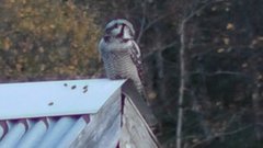 Northern Hawk Owl (Surnia ulula)