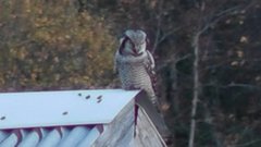 Northern Hawk Owl (Surnia ulula)