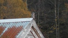 Northern Hawk Owl (Surnia ulula)