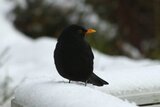 Svarttrost (Turdus merula)