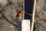 Rødstrupe (Erithacus rubecula)