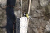 Kjøttmeis (Parus major)