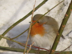 Rødstrupe (Erithacus rubecula)