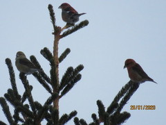 Two-barred Crossbill (Loxia leucoptera)